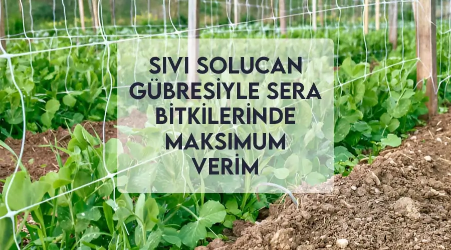 Sıvı Solucan Gübresiyle Sera Bitkilerinde Maksimum Verim