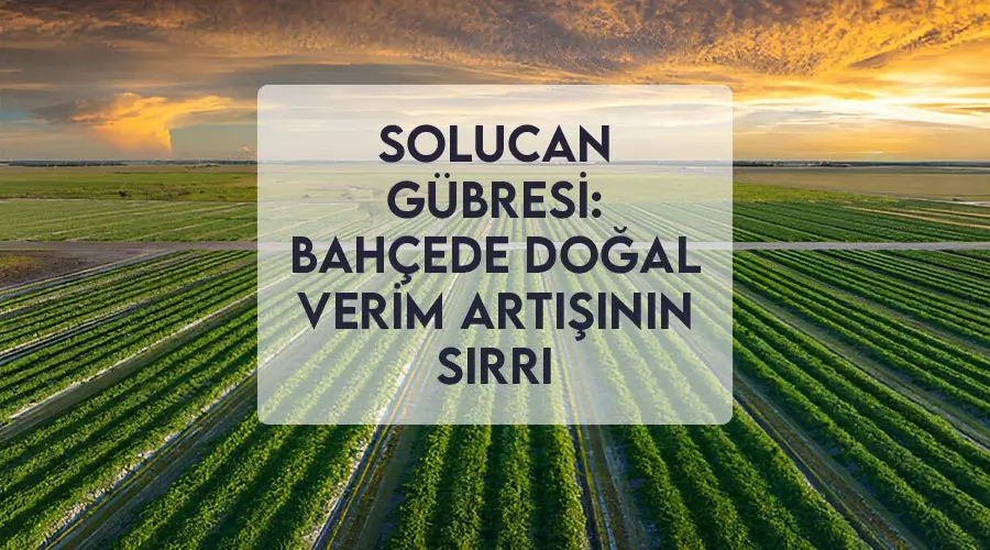 Solucan Gübresi: Bahçede Doğal Verim Artışının Sırrı