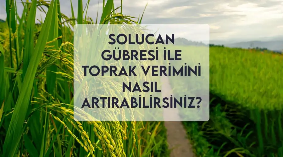 Solucan Gübresi ile Toprak Verimini Nasıl Artırabilirsiniz?